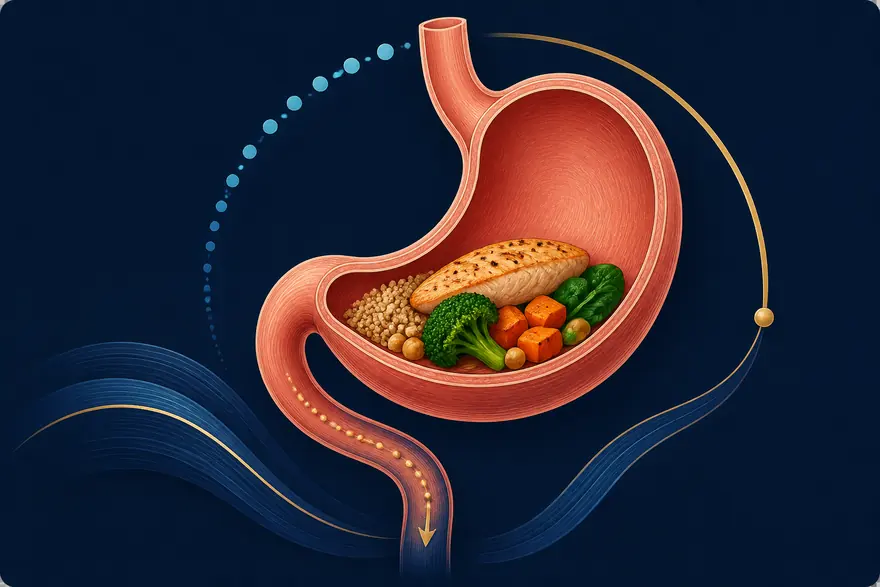 Conceptual illustration of a balanced meal resting inside a stomach with a slow digestive path.